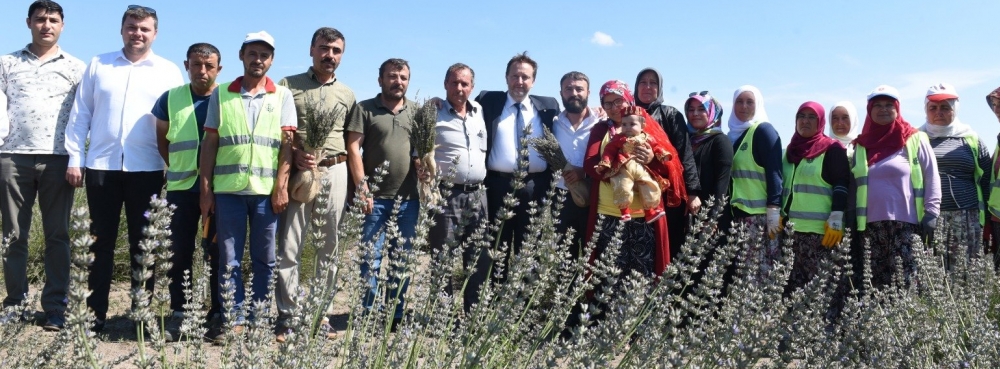 Karesi’de Lavanta Hasadı Başladı