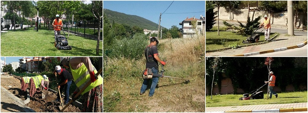 Karesi'nin kimliği yeşil