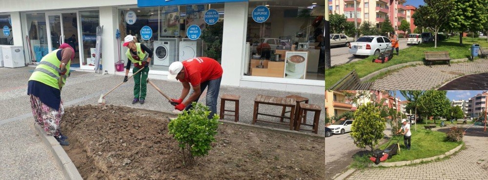 Karesi yabani otlardan arındırılıyor