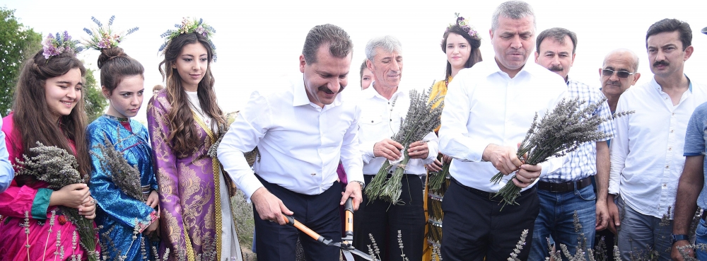 Karesi lavanta koktu