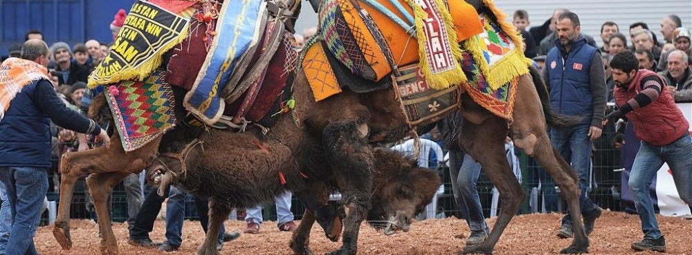 Karesi Deve Güreşleri