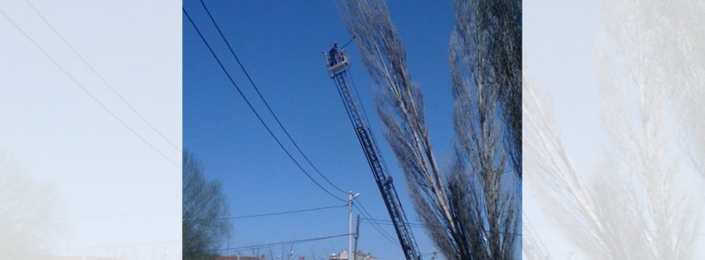 Devrilme tehlikesi bulunan ağaçlara müdahale